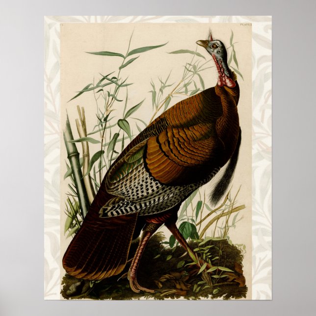Poster Peinture d'oiseaux sauvages de Turquie Audubon (Devant)