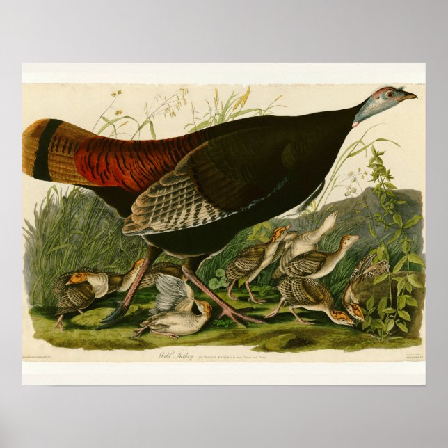 Poster Peinture d'oiseaux sauvages de Turquie Audubon (Devant)