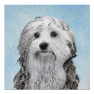 Poster Peinture Lowchen - Cute Original Chien Art