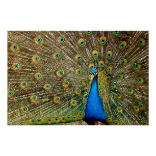 Poster Peinture Motif Peacock