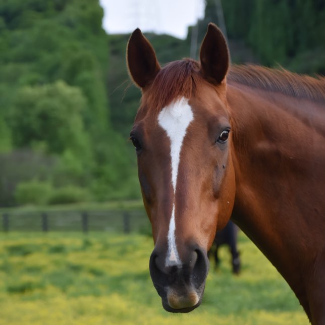 Poster peinture murale (Kentucky Pride-Sherry stclair McDowell Bretz art )