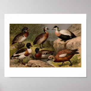 Poster Peinture vintage colorée de canards