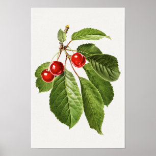Poster Peinture vintage d'aquarelle de fruits de cerisier