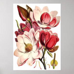 Poster Peinture vintage de Magnolia par un botaniste brit
