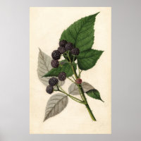 Peinture vintage des Blackberry
