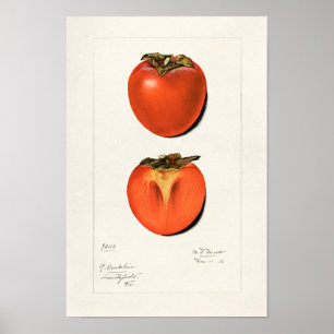 Poster Peinture vintage Persimmons Fruit Aquarelle