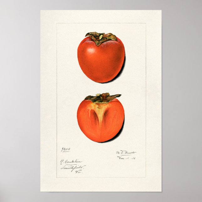 Poster Peinture vintage Persimmons Fruit Aquarelle (Devant)