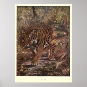 Poster Peinture vintage sur tigre (1909)