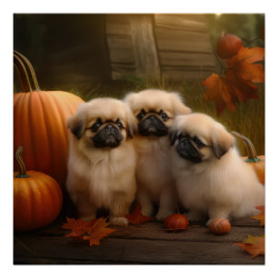 Poster Pekingese Chiot Automne Citrouille délice