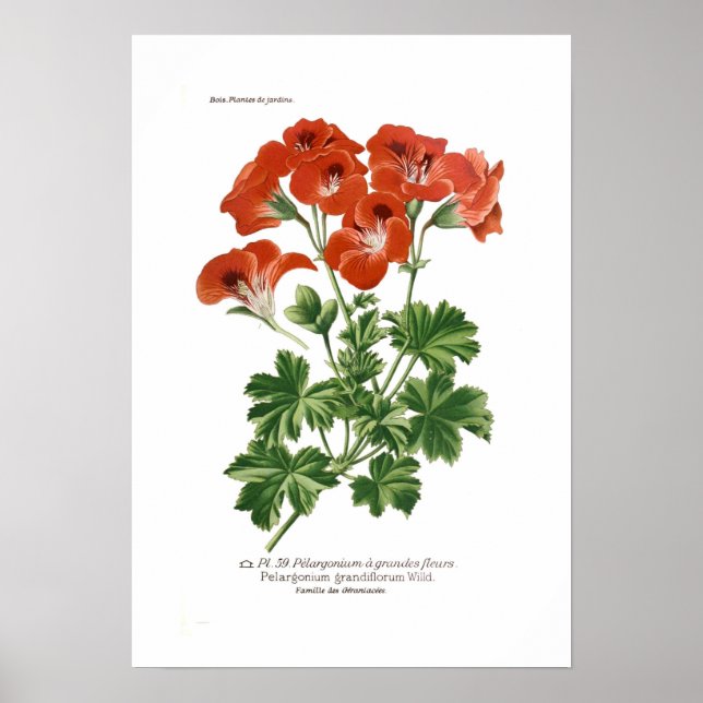Poster Pelargonium grandiflorum (Devant)