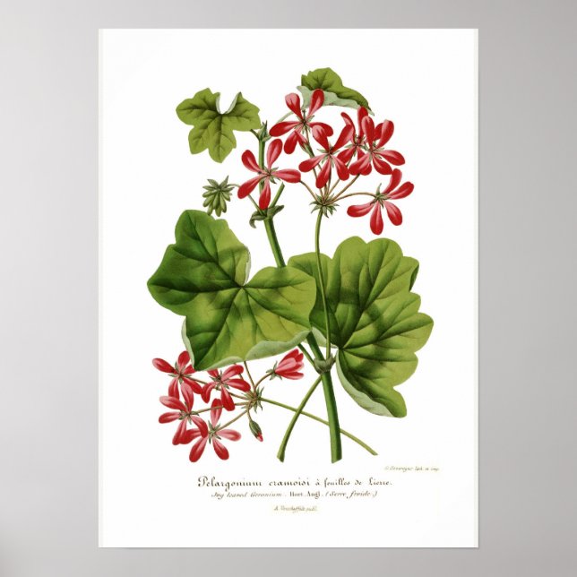 Poster Pelargonium hederaefolium (Devant)