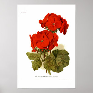 Poster Pelargonium 'Sa Majesté'
