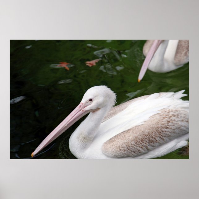 Poster Pélican (Devant)