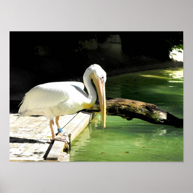 Poster Pélican au printemps en Espagne (Devant)