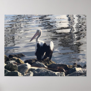 Poster Pélican blanc
