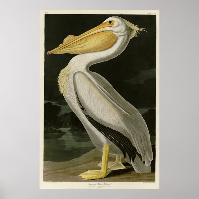 Poster Pélican blanc américain, les oiseaux d'Amérique d' (Devant)