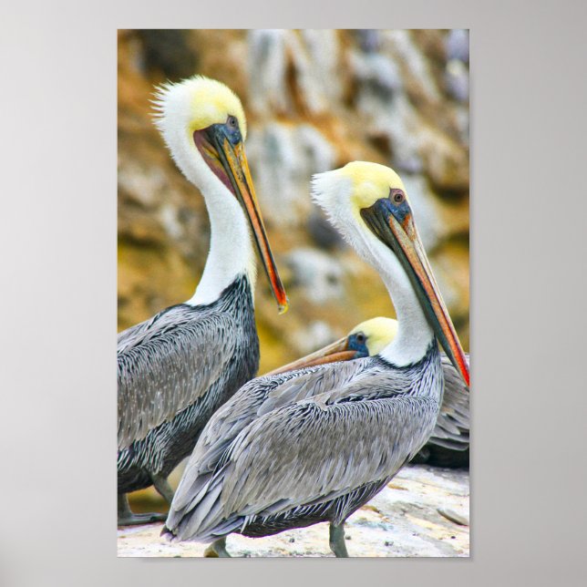 POSTER PELICAN BOGO COVE (Devant)