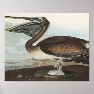 Poster Pélican Brown des oiseaux d'Amérique