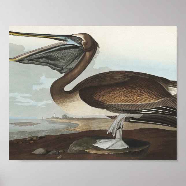 Poster Pélican Brown des oiseaux d'Amérique (Devant)