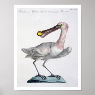 Poster Pélican, c.1767-76 (gravure colorée par main)