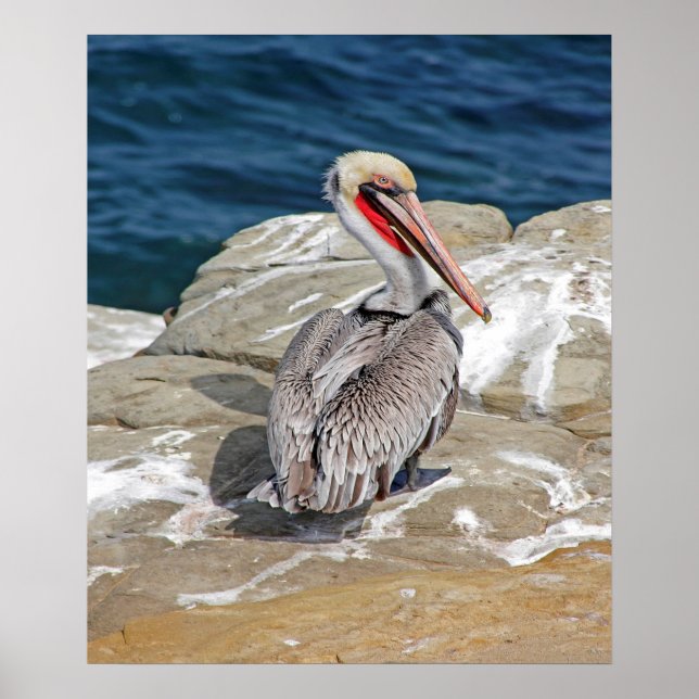 Poster Pélican Dans L'Océan (Devant)