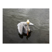 Pélican de la côte Est (Matte)
