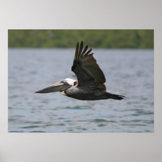 Poster Pélican en vol