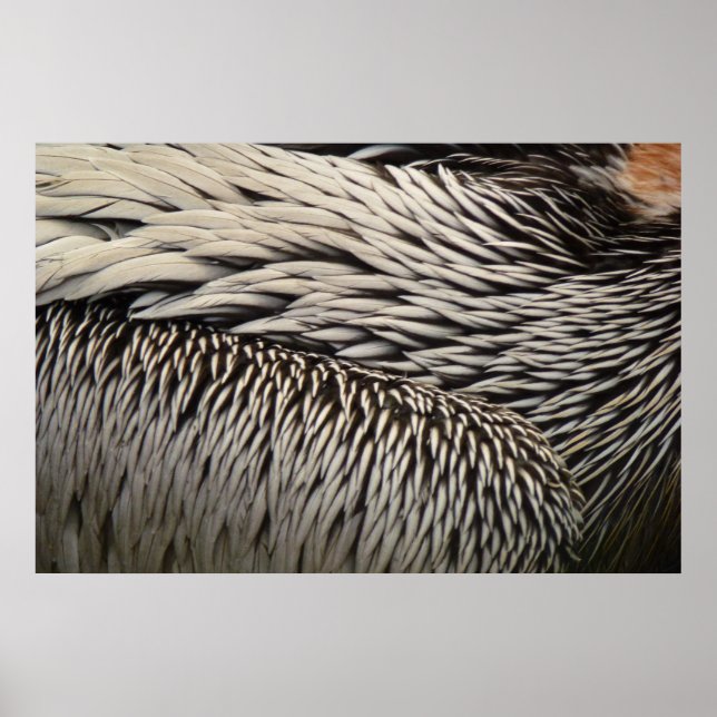 Poster Pélican Plumes Photographie Abstraite de la nature (Devant)