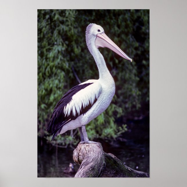 Poster Pélican sur une branche, Tasmanie - Australie (Devant)