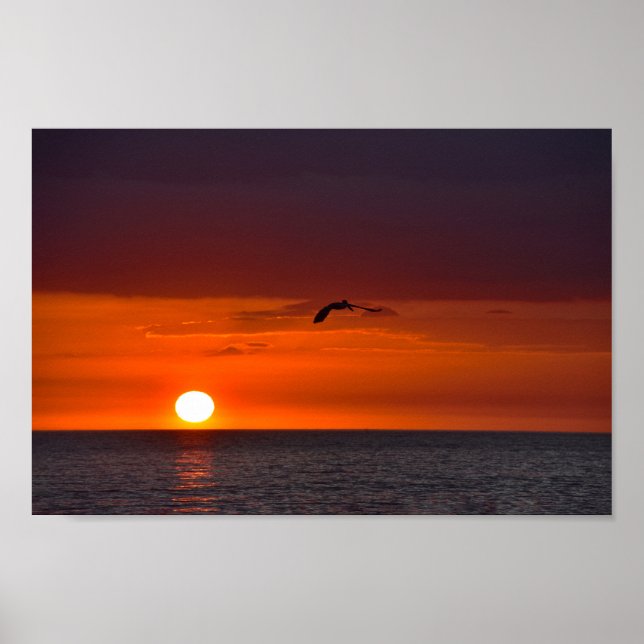 Poster Pélican volant au coucher du soleil (Devant)