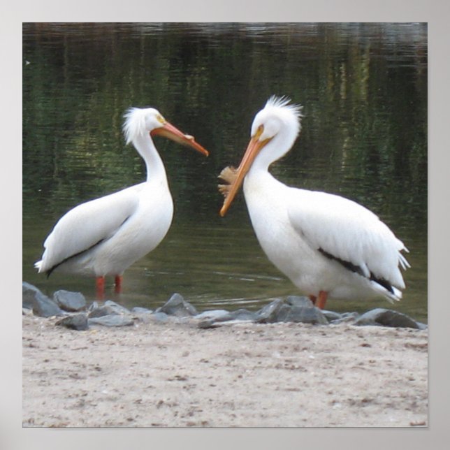 Poster Pélicans (Devant)