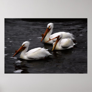 Poster Pélicans à Whitemouth River (Manitoba)