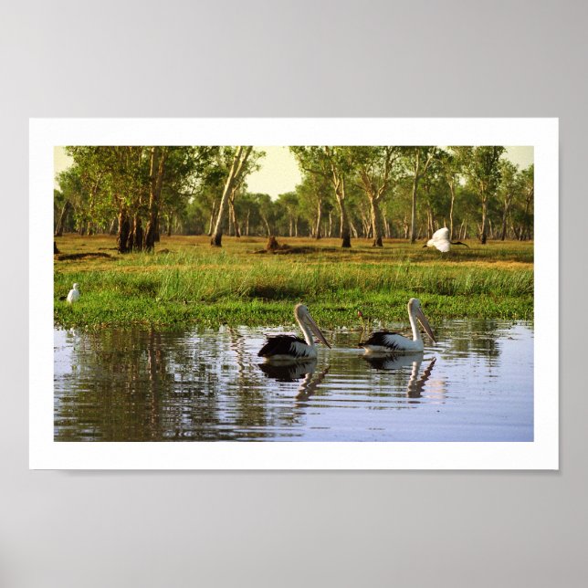 Poster Pélicans australiens, Parc national de Kakadu, NT (Devant)