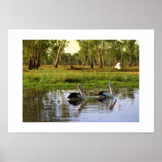 Poster Pélicans australiens : parc national de Kakadu, NT