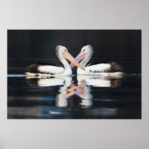 Poster Pélicans australiens Pelecanus Conspicillatus