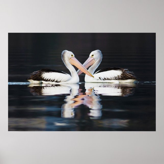 Poster Pélicans australiens Pelecanus Conspicillatus (Devant)