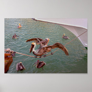 Poster Pelicans Brown squabble en Floride