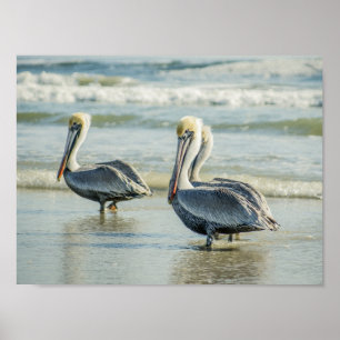 Poster Pélicans sur une plage de Floride Oiseaux Archivag