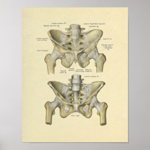 Poster Pelvis Lumbar Joint Anatomie Bones Imprimer