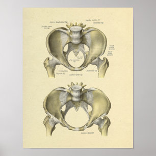 Poster Pelvis Lumbar Joint Anatomy Bones Print