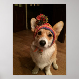 Poster Pembroke de corgi de Gallois utilisant un