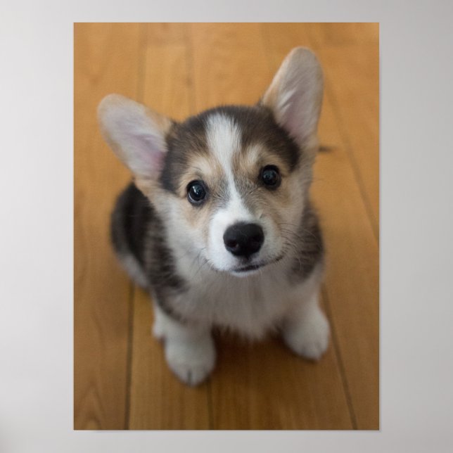 Poster Pembroke Welsh Corgi Puppy 3 (Devant)