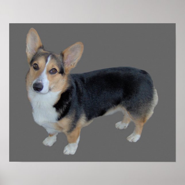 Poster Pembroke Welsh Corgi Soulful Print (Devant)