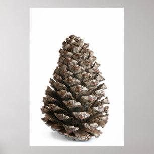 Poster Pénecone unique