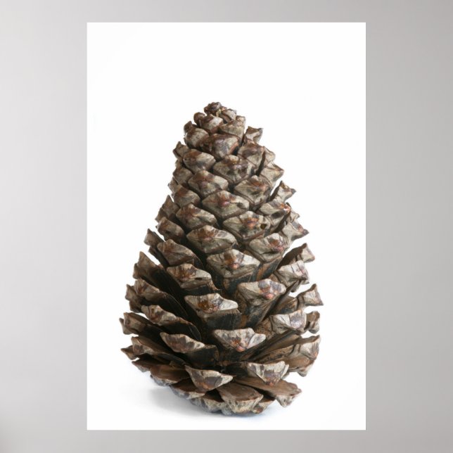 Poster Pénecone unique (Devant)