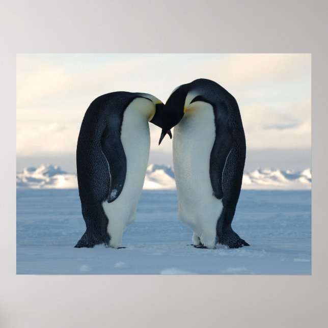Poster Penguin Arctic Anniversaire Douche fête Amour Dest (Devant)
