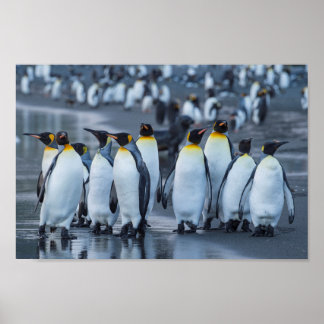 Poster Penguins du roi - Antarctique