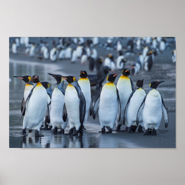 Poster Penguins du roi - Antarctique (Devant)