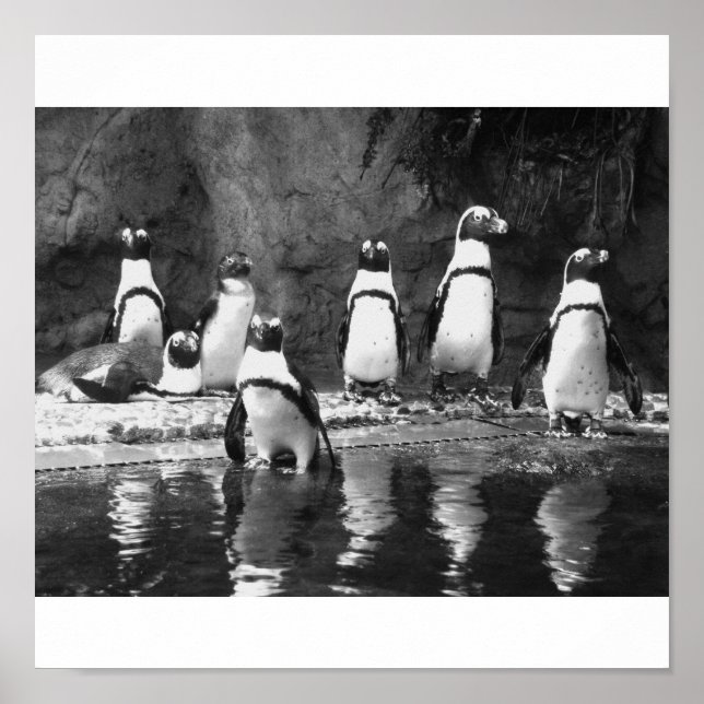 Poster Penguins Galore (Devant)