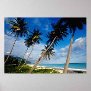 Poster Péninsule de La Samana, République Dominicaine,